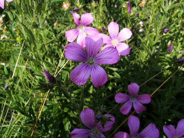 Linum  viscosum / Lino malvino